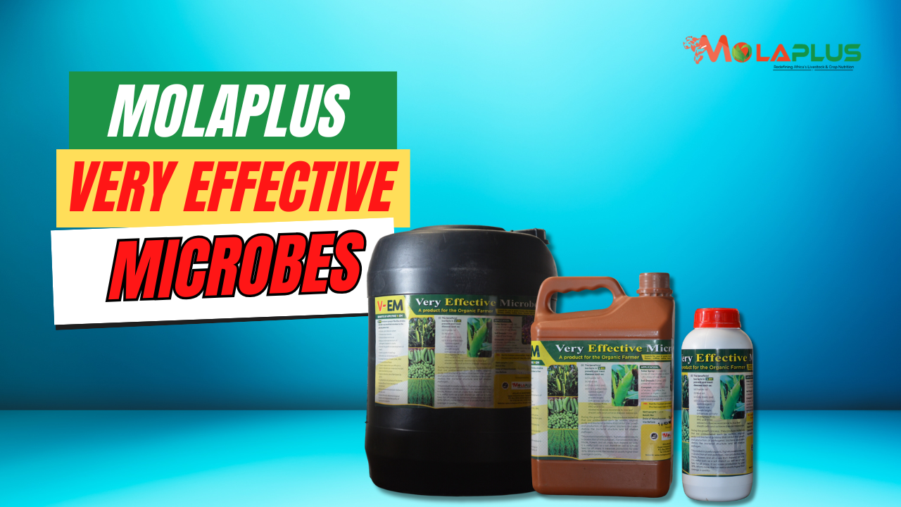 MolaPlus Very Effective Microbes