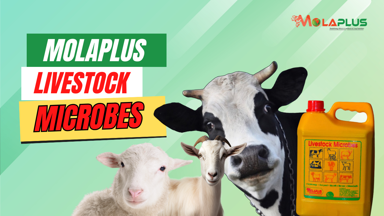 MolaPlus Livestock Microbes