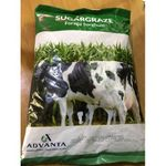 Advanta Sugargraze Forage Sorghum