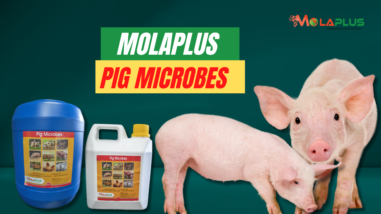 MolaPlus Pig Microbes