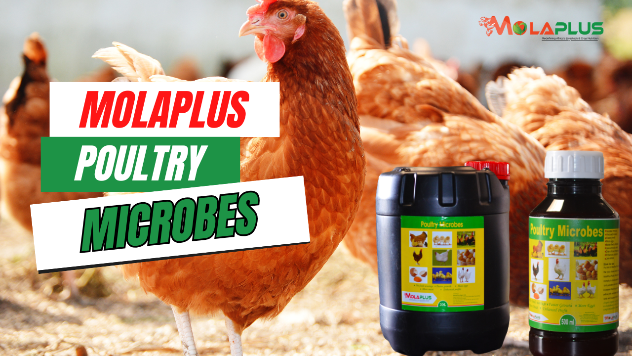 MolaPlus Poultry Microbes