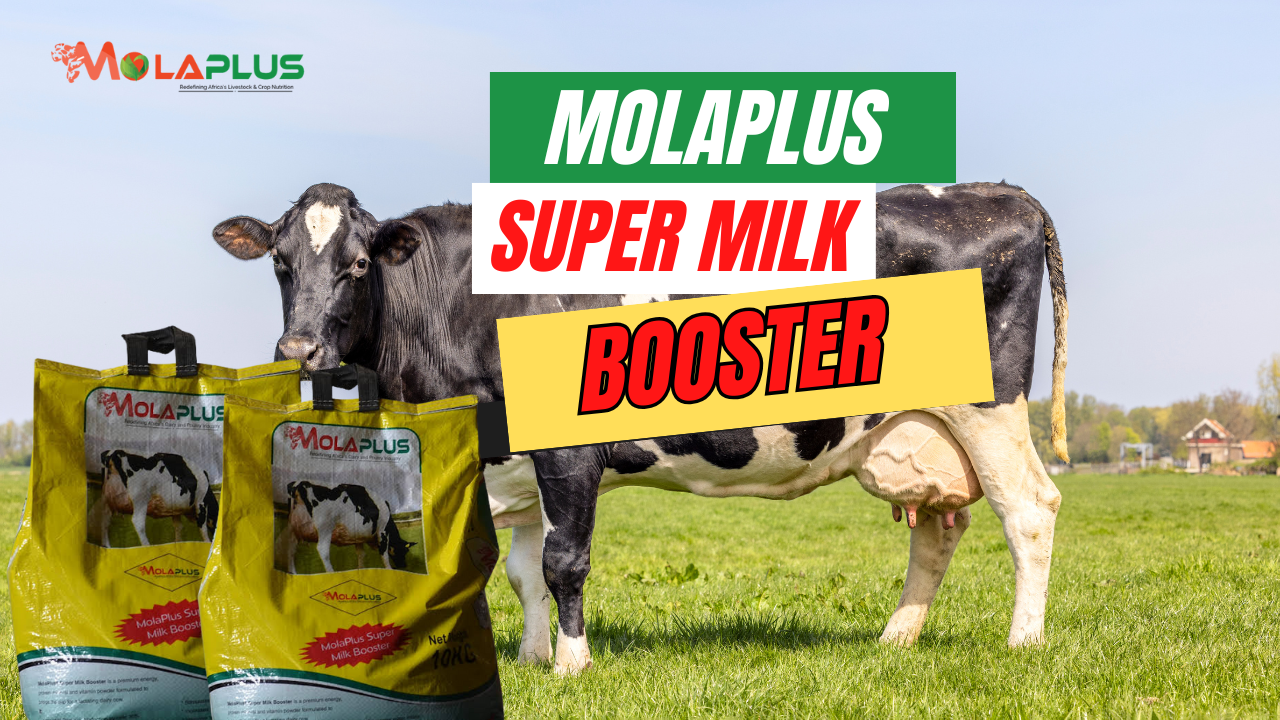 MolaPlus Super Milk Booster