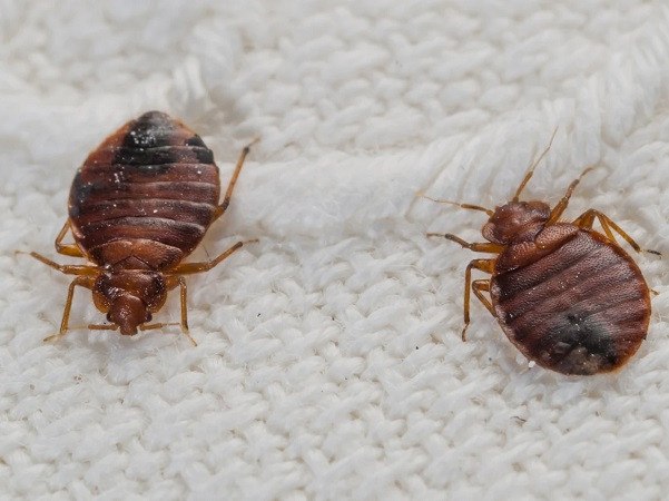 Bedbug Fumigation Nairobi