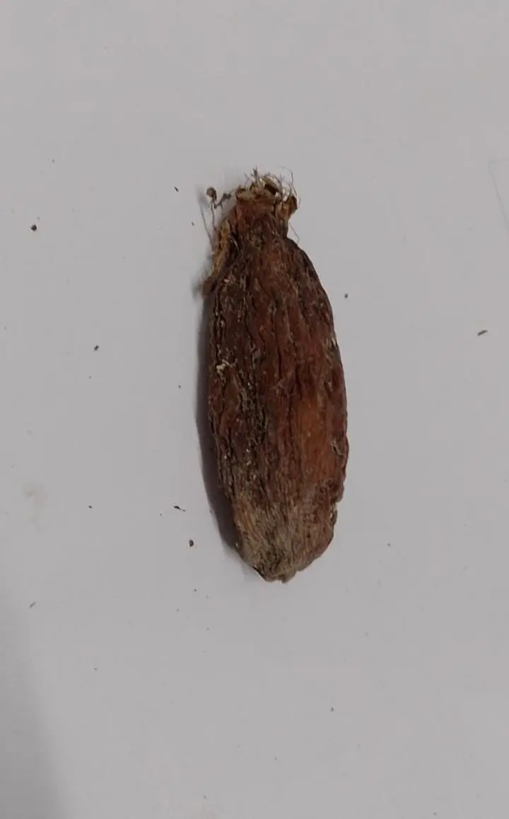 Nigerian alligator pepper for spiritual protection