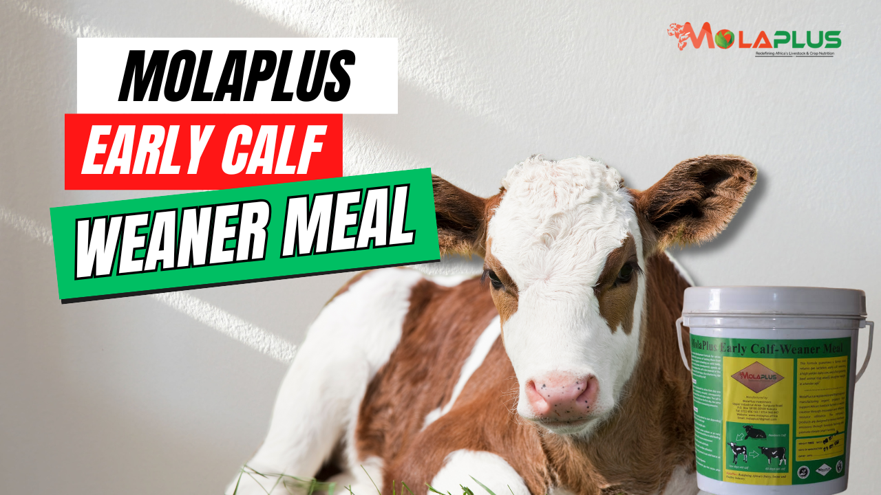 MolaPlus Early Calf Weaner Meal