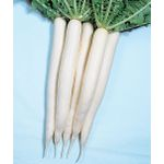 Safari RADISH MINO EARLY LONG WHITE SEEDS 10GM