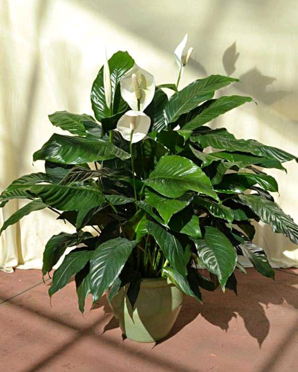 Indoor Plants & Flowers Buy Online, Best Price, for sale in Kenya