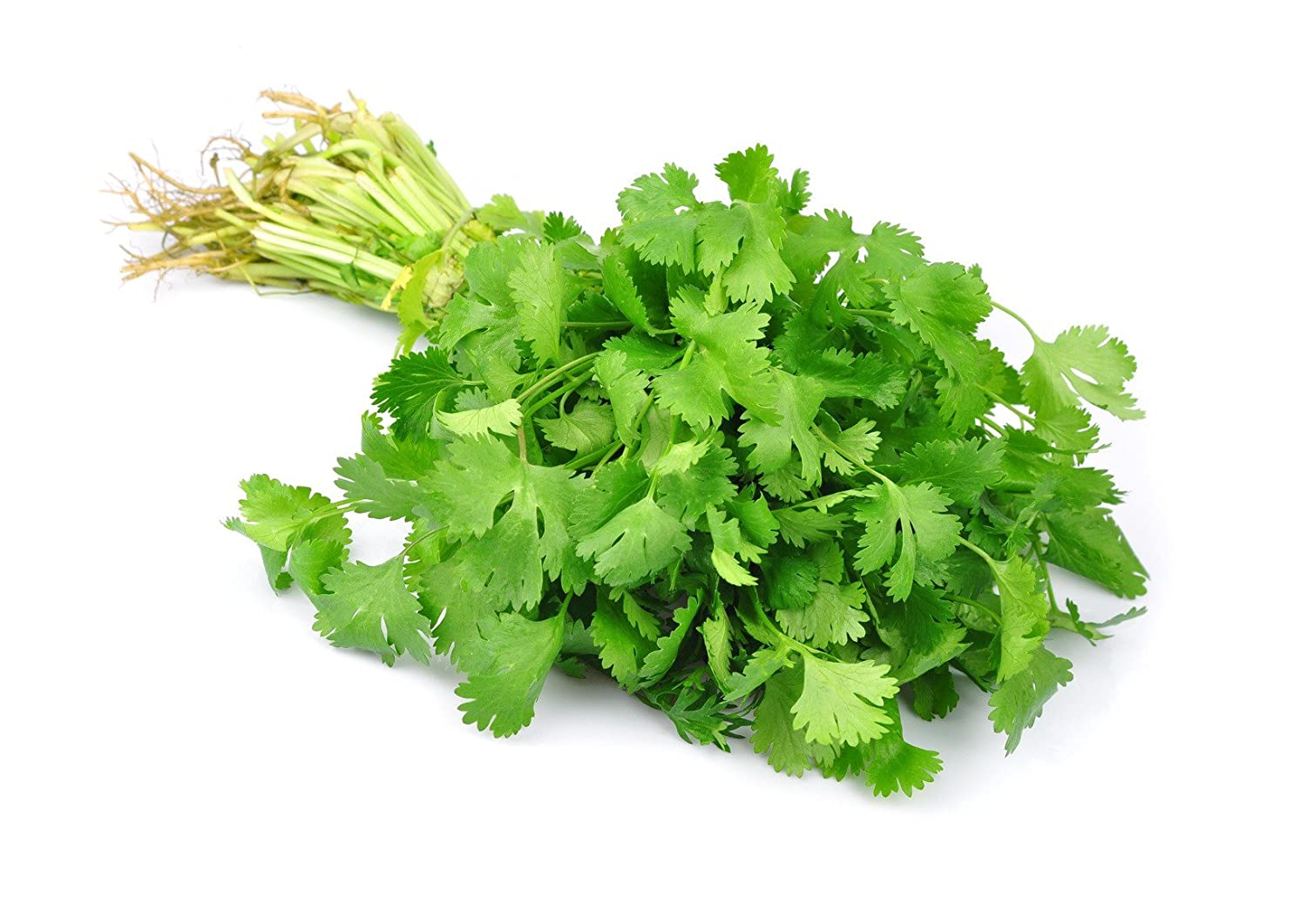 Dhania (Coriander)[Large] Buy Online, Best Price, for sale in Kenya