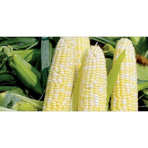 Sofft maize on sale