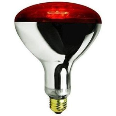 Poultry, Chicken Bulb 250W
